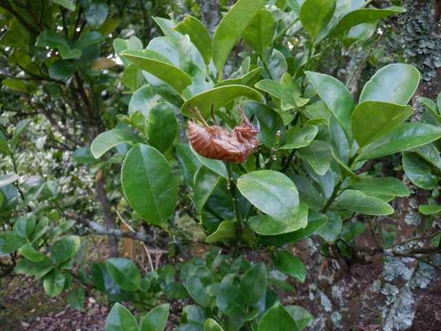 DSCF6975