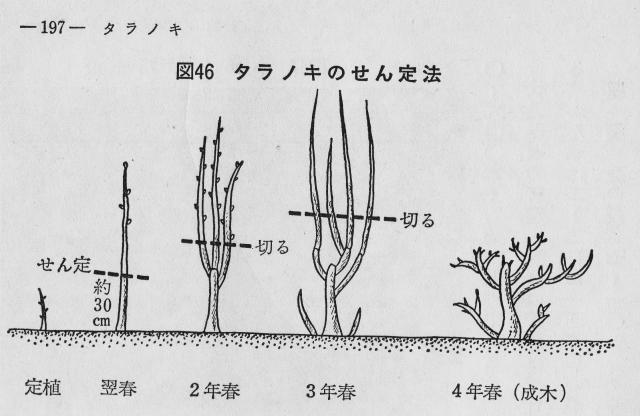タラノキ剪定の研究 いいたいほうだい