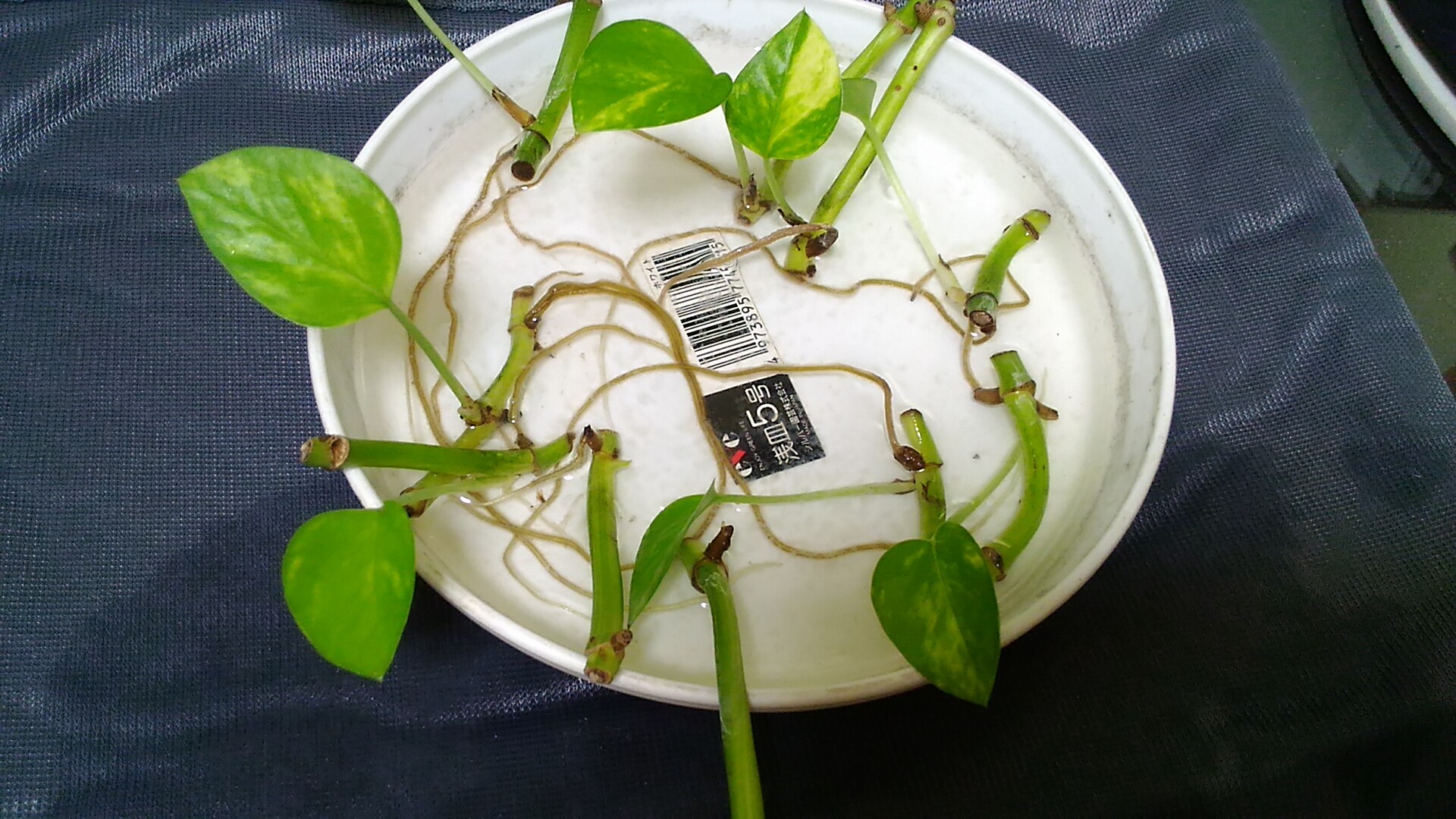 ポトス増殖作戦 その後 いいたいほうだい