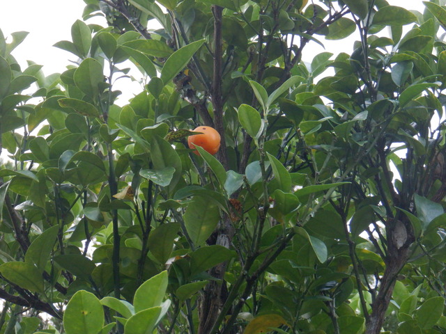 DSCF6977