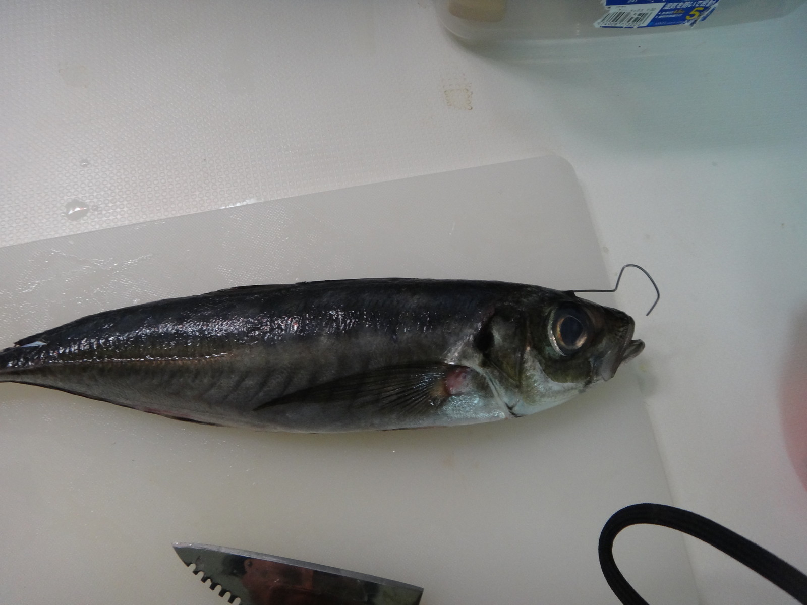 アジングで釣ったアジの神経絞め用tool ピアノ線で いいたいほうだい アジングで釣ったアジの神経絞め用tool ピアノ線で いいたいほうだい