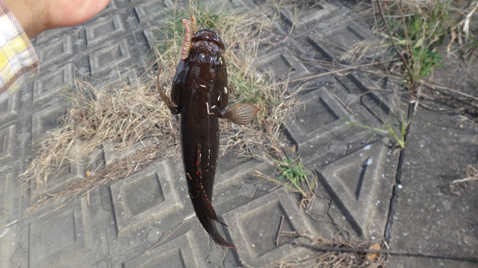 18年58回目の釣り 18 11 3 真亀のクロハゼ いいたいほうだい