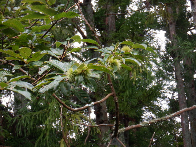DSCF6935