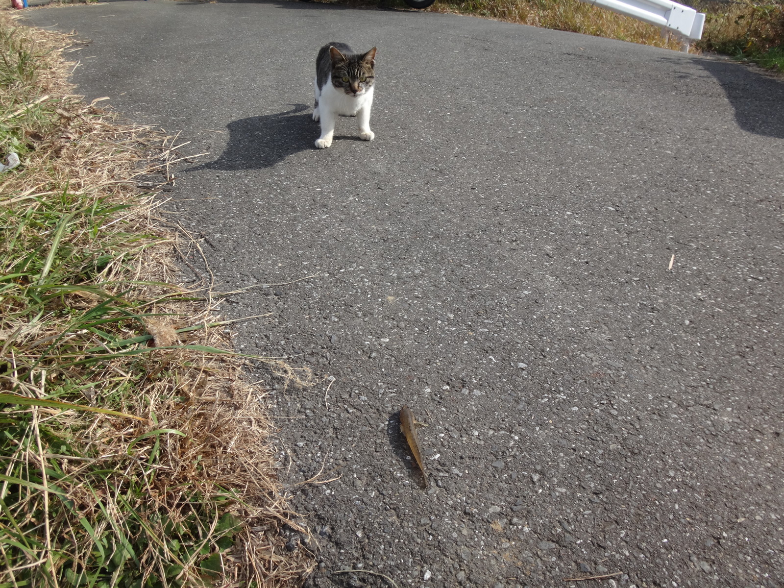南白亀の櫨猫 いいたいほうだい