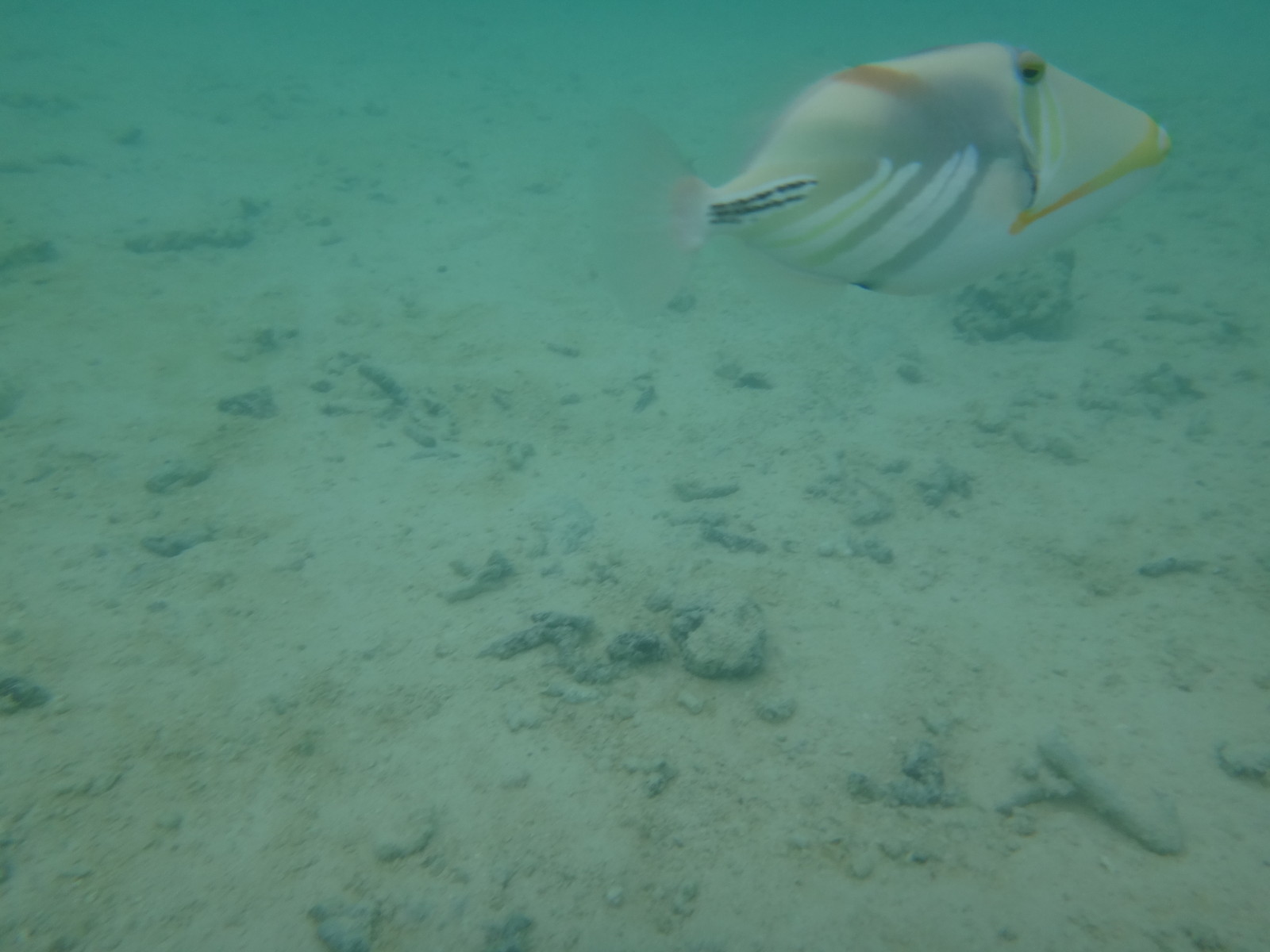 超危険魚 グアムでのシュノーケリング注意 いいたいほうだい 超危険魚 グアムでのシュノーケリング注意 いいたいほうだい