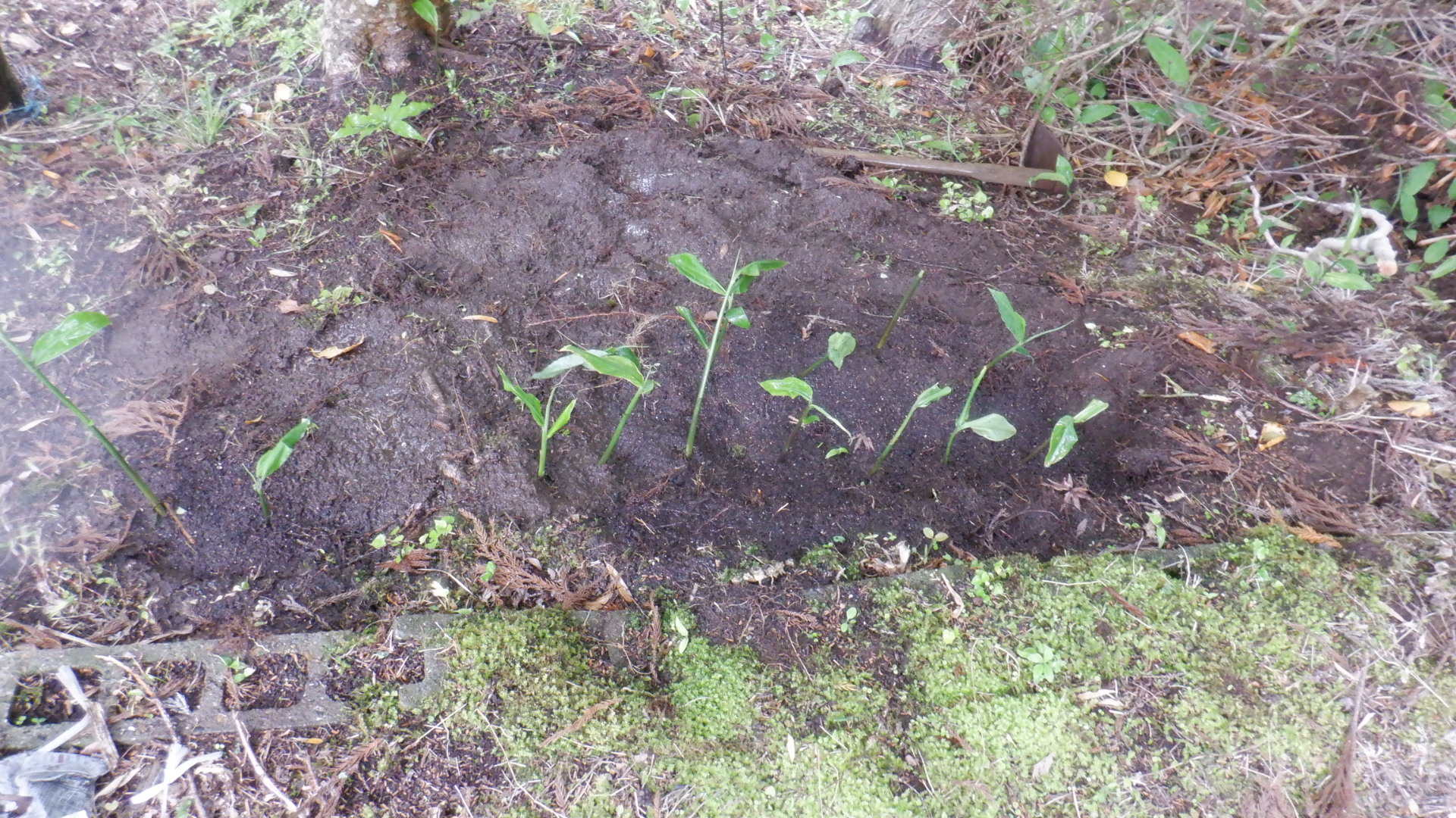 ミョウガの芽が出た いいたいほうだい