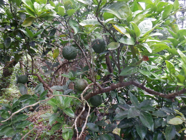 DSCF6963