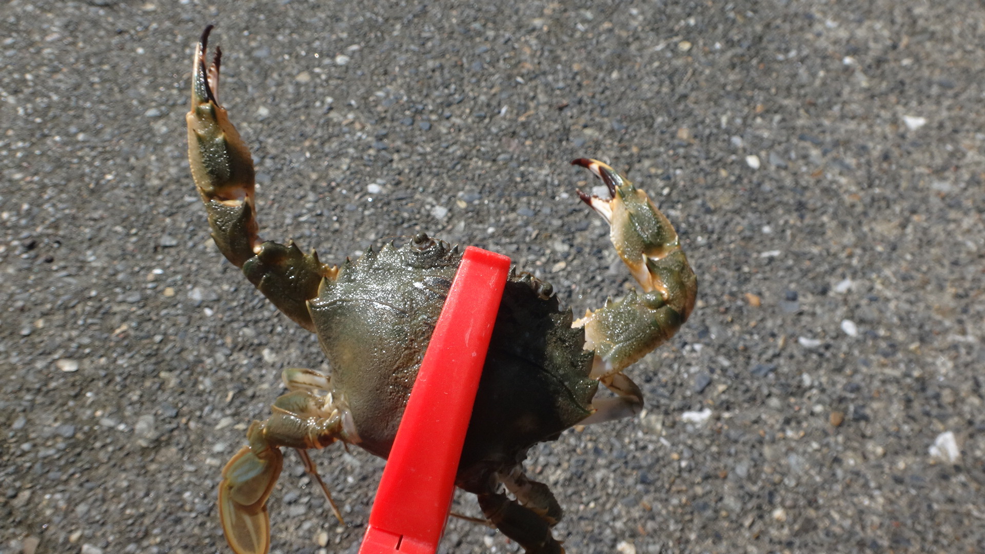 イシガニ食った いいたいほうだい