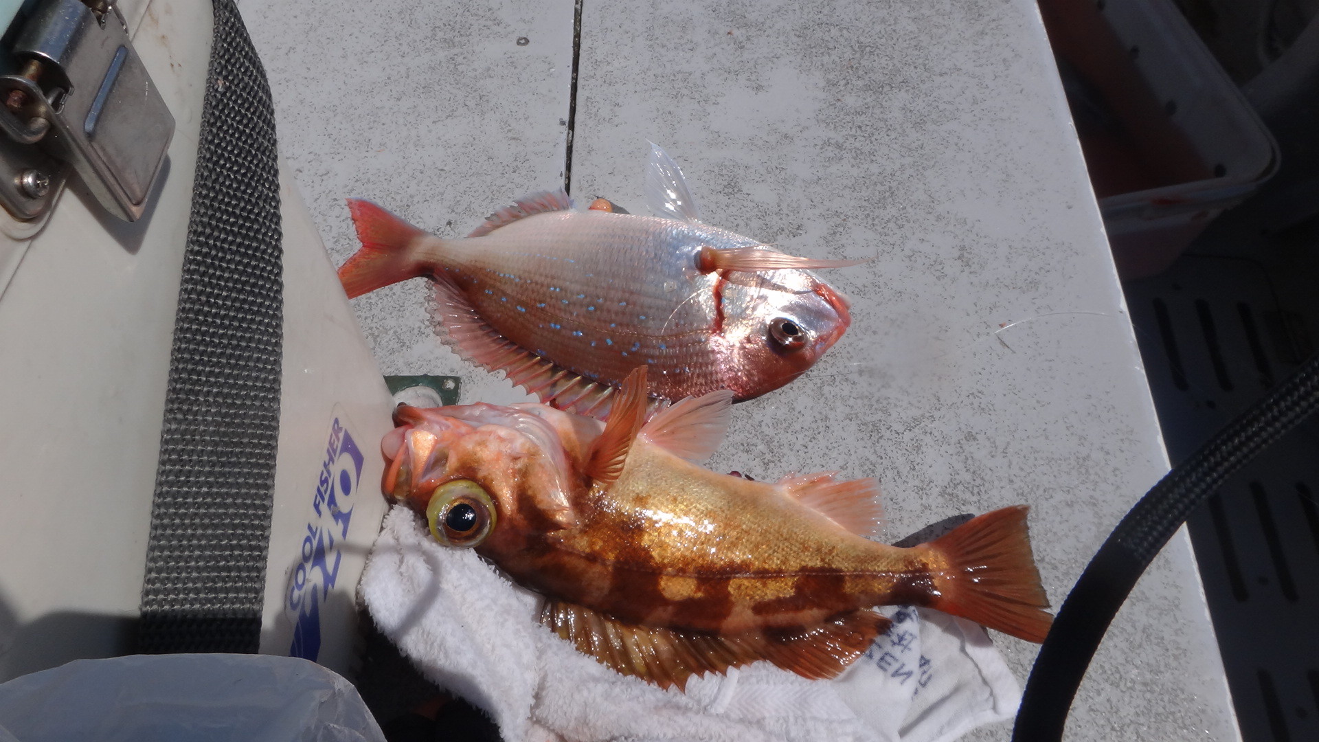 太東沖 北限のイサキを釣る 片貝港 第1二三丸 いいたいほうだい