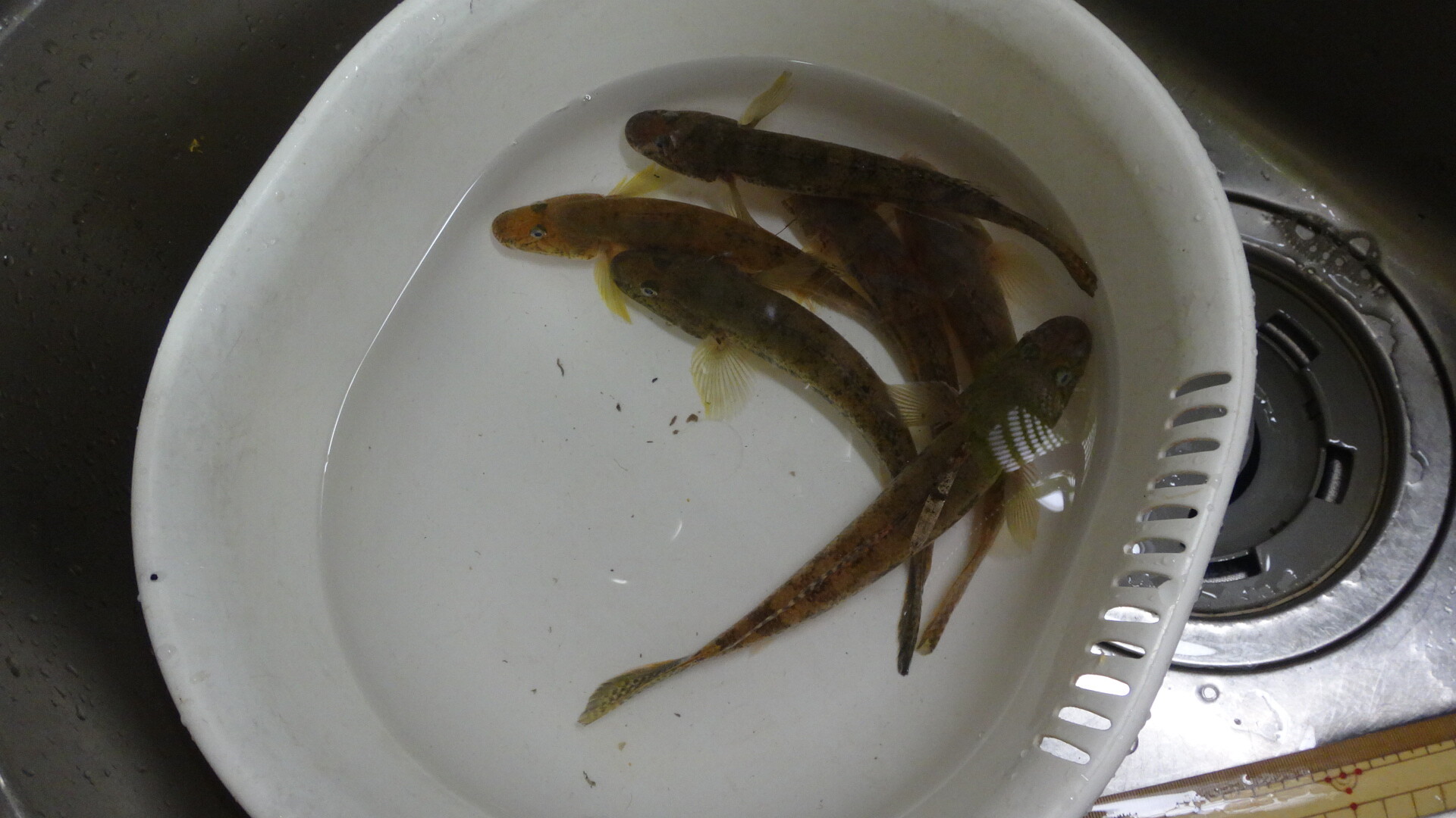 ハゼの肝醤油の作り方 いいたいほうだい ハゼの肝醤油の作り方 いいたいほうだい