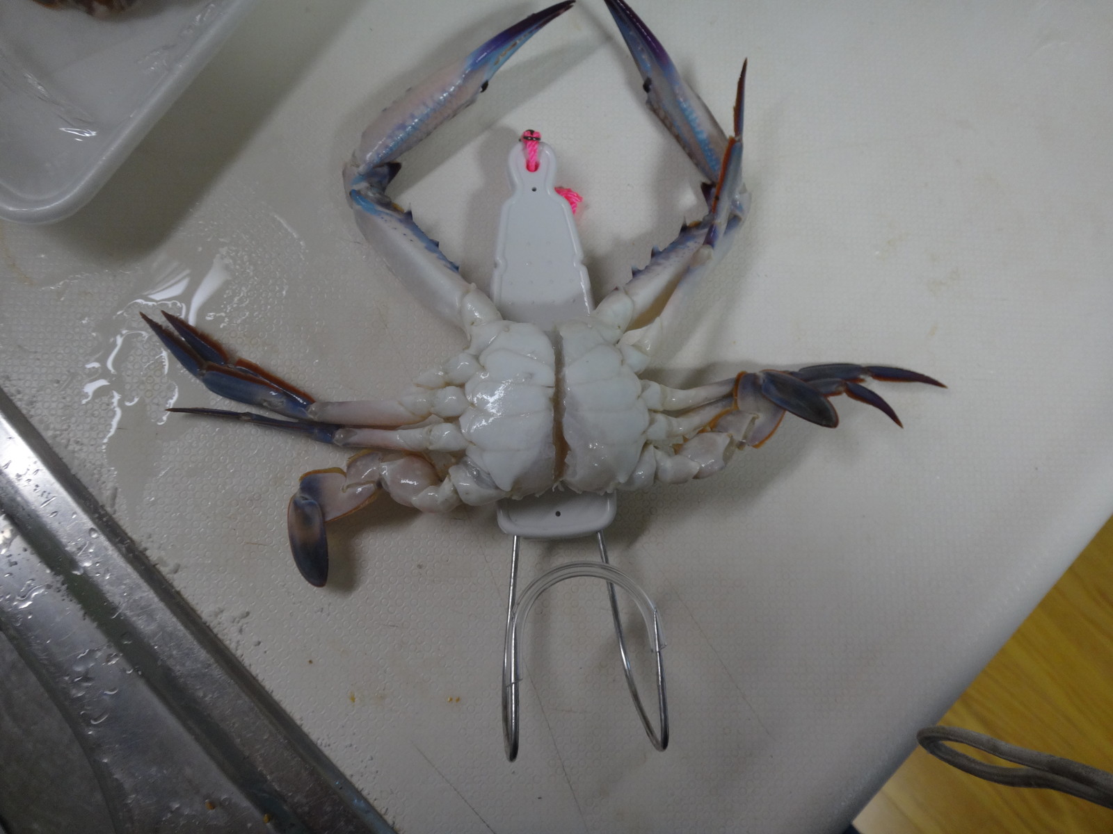 タコ釣り再チャレンジ 今日は定休日だって いいたいほうだい タコ釣り再チャレンジ 今日は定休日だって いいたいほうだい