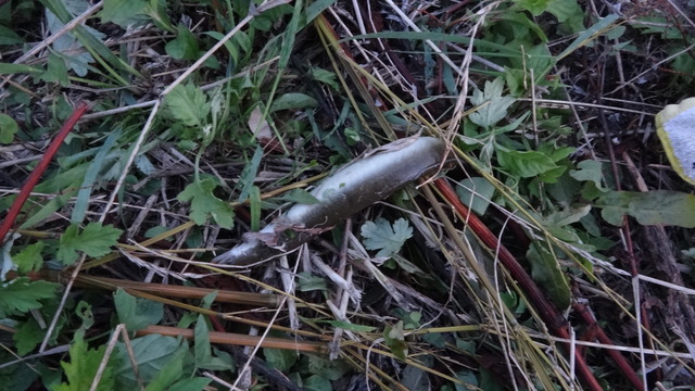 DSC03982