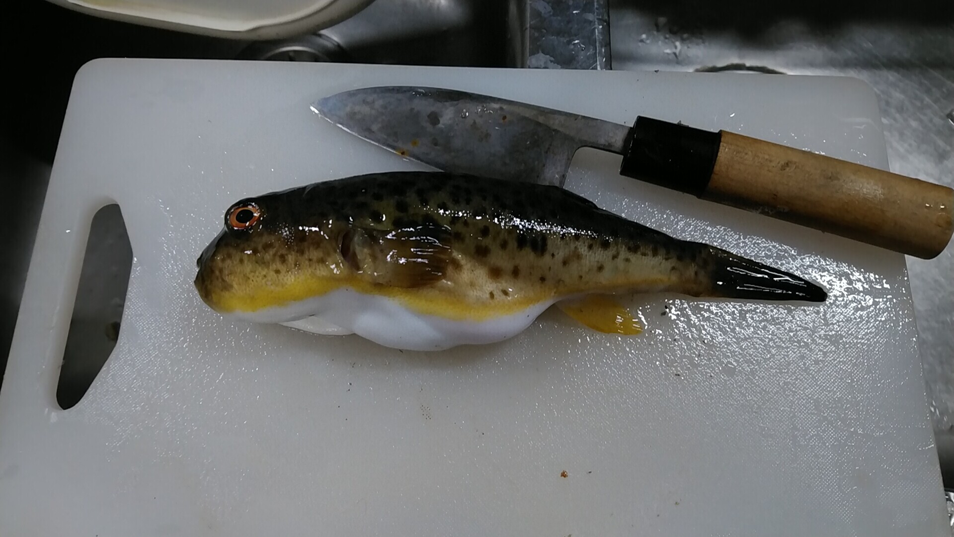 生きてて良かったヒガンフグ ２ いいたいほうだい