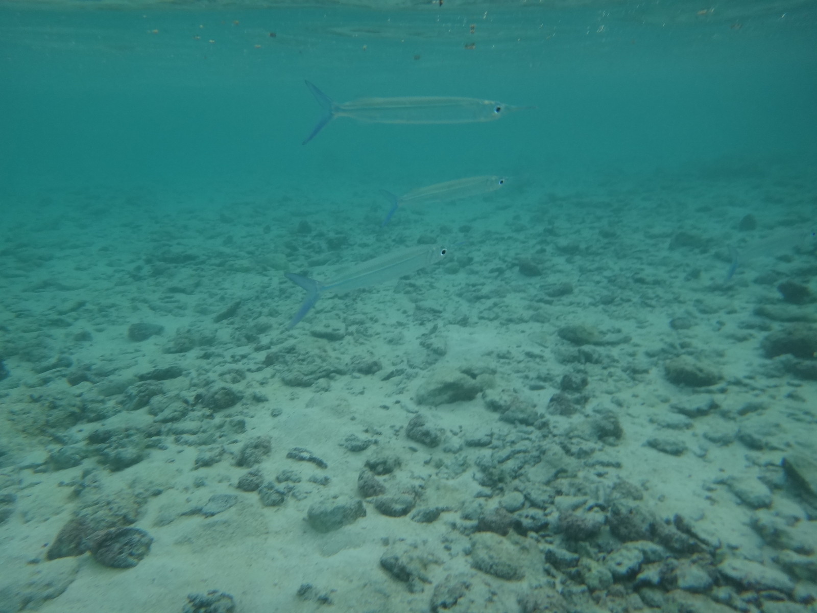 超危険魚 グアムでのシュノーケリング注意 いいたいほうだい
