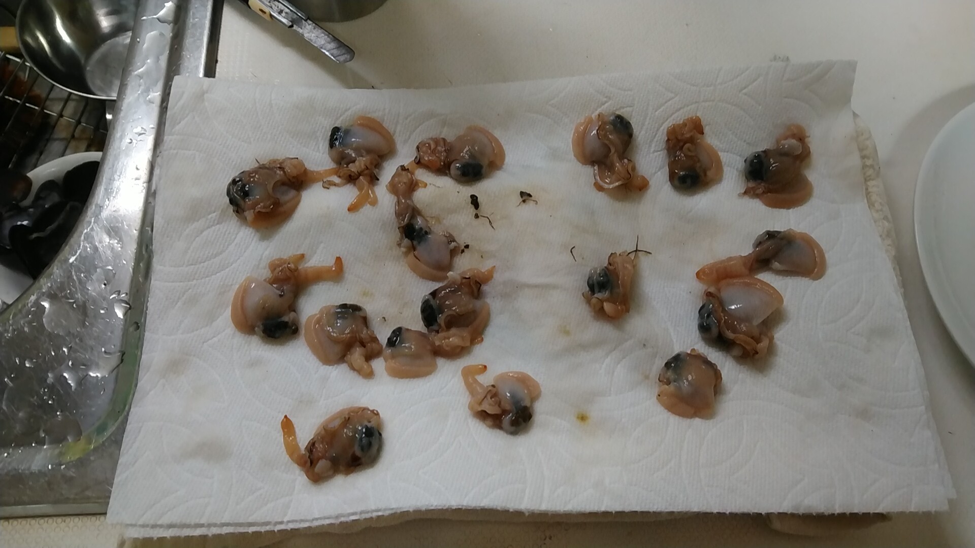 19年74回目の釣り 19 6 24 ウナギ26回目 鮒鯉川 冷凍アケミ貝実釣証実験 いいたいほうだい