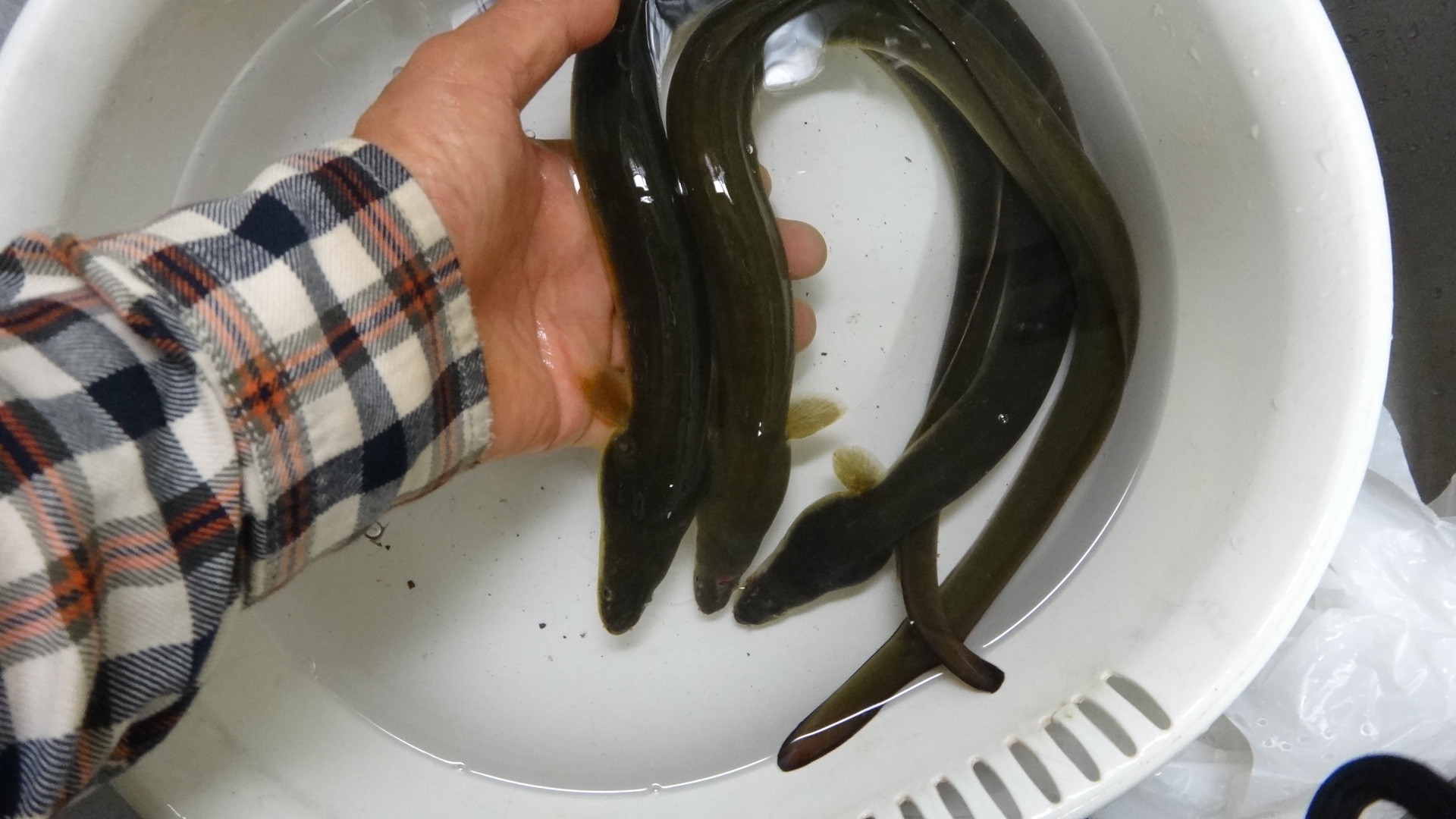 19年66回目の釣り 19 6 8 ウナギ回目 まあまあ釣れた いいたいほうだい 19年66回目の釣り 19 6 8 ウナギ回目 まあまあ釣れた いいたいほうだい