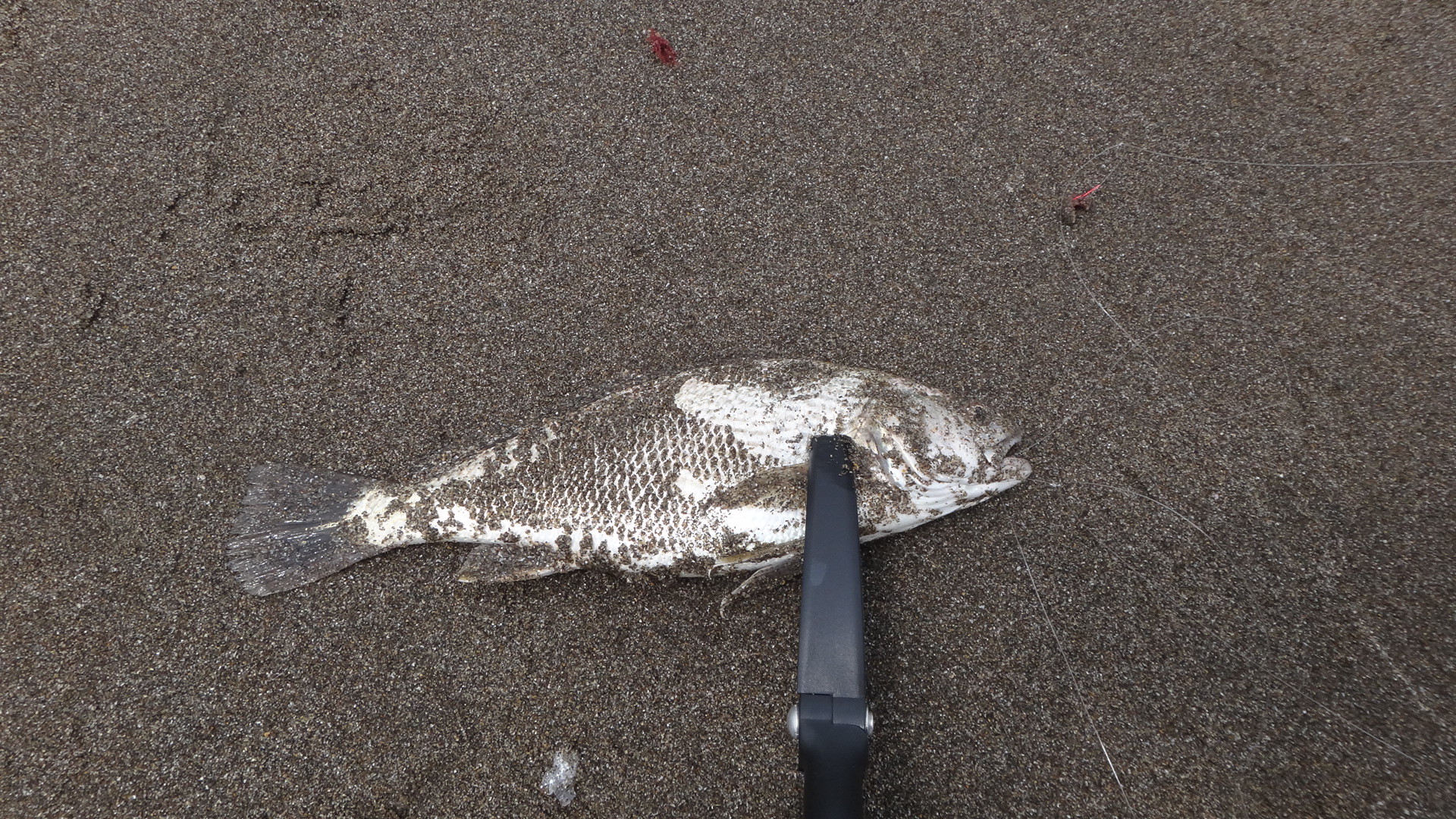 シログチが釣れたよ イシモチ 愚痴ともいうよ いいたいほうだい シログチが釣れたよ イシモチ 愚痴ともいうよ いいたいほうだい