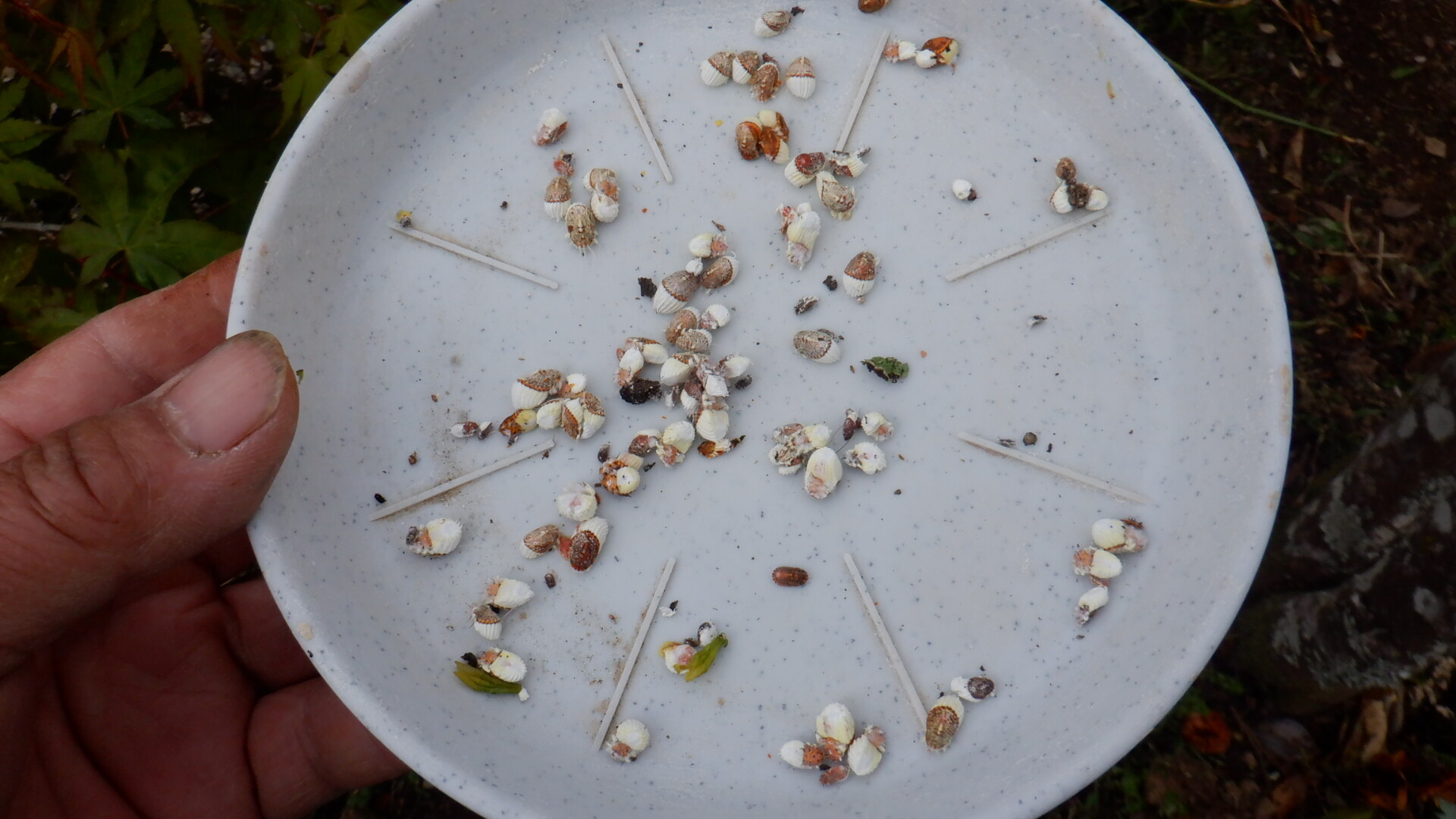 害虫が発生した いいたいほうだい