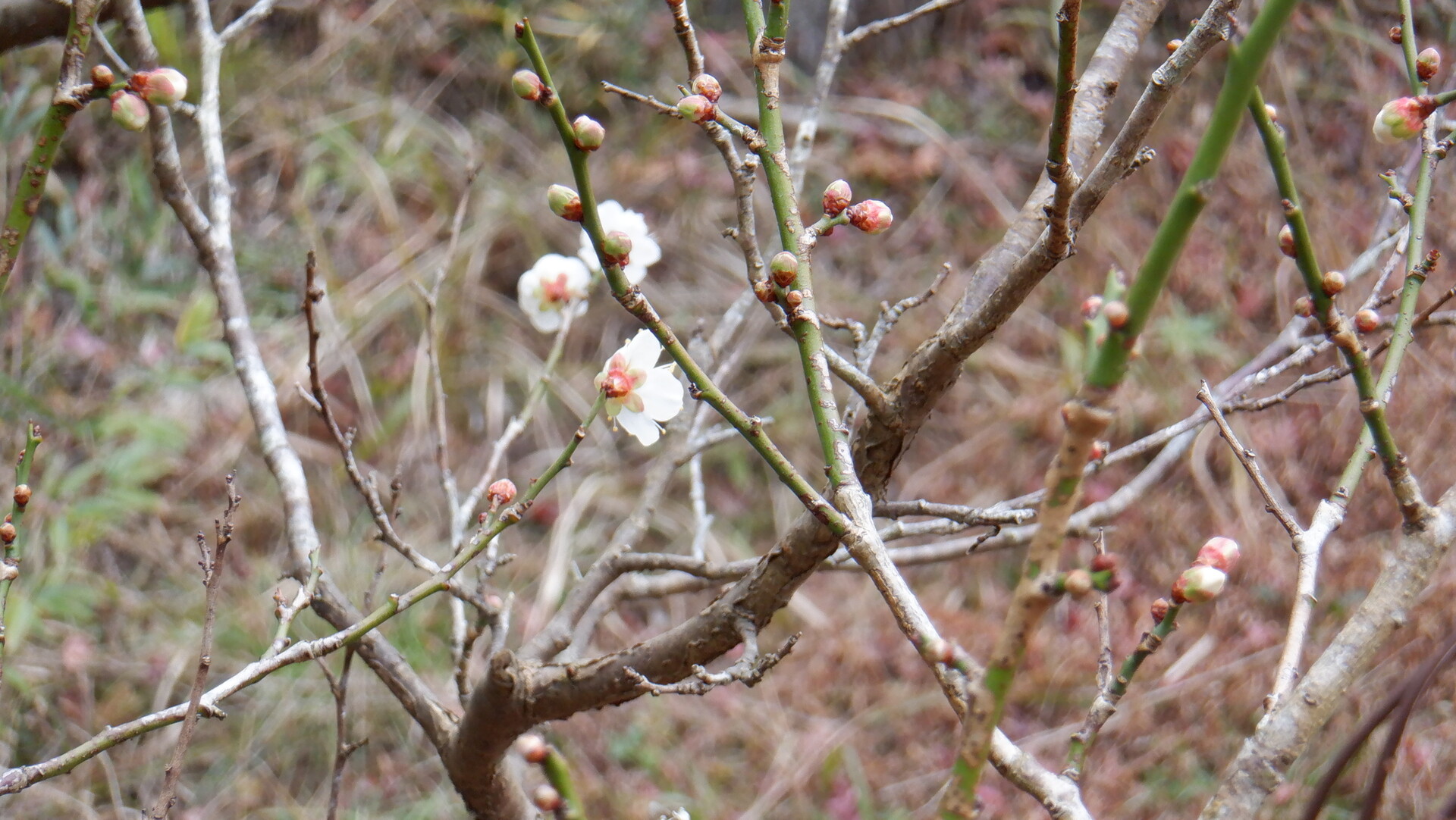 春 すぐそこ いいたいほうだい 春 すぐそこ いいたいほうだい