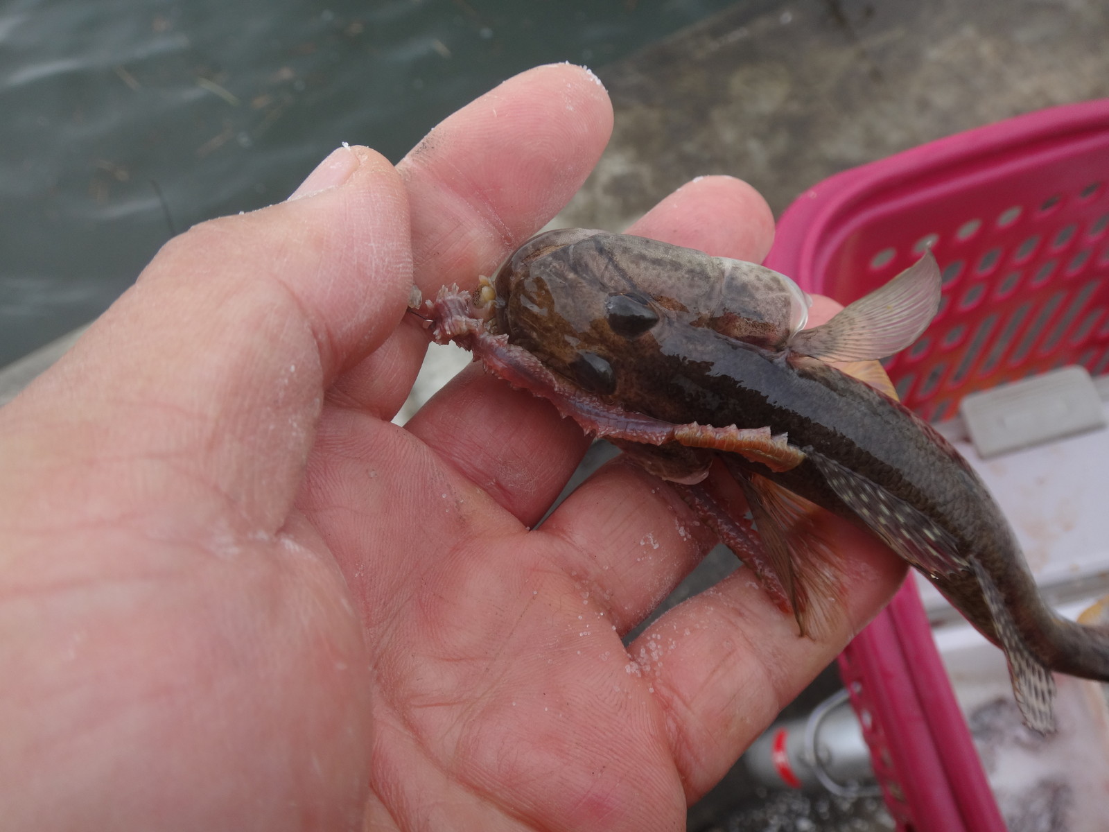 塩イソメ保存方法実釣実験 その2 冷凍編 いいたいほうだい 塩イソメ保存方法実釣実験 その2 冷凍編 いいたいほうだい