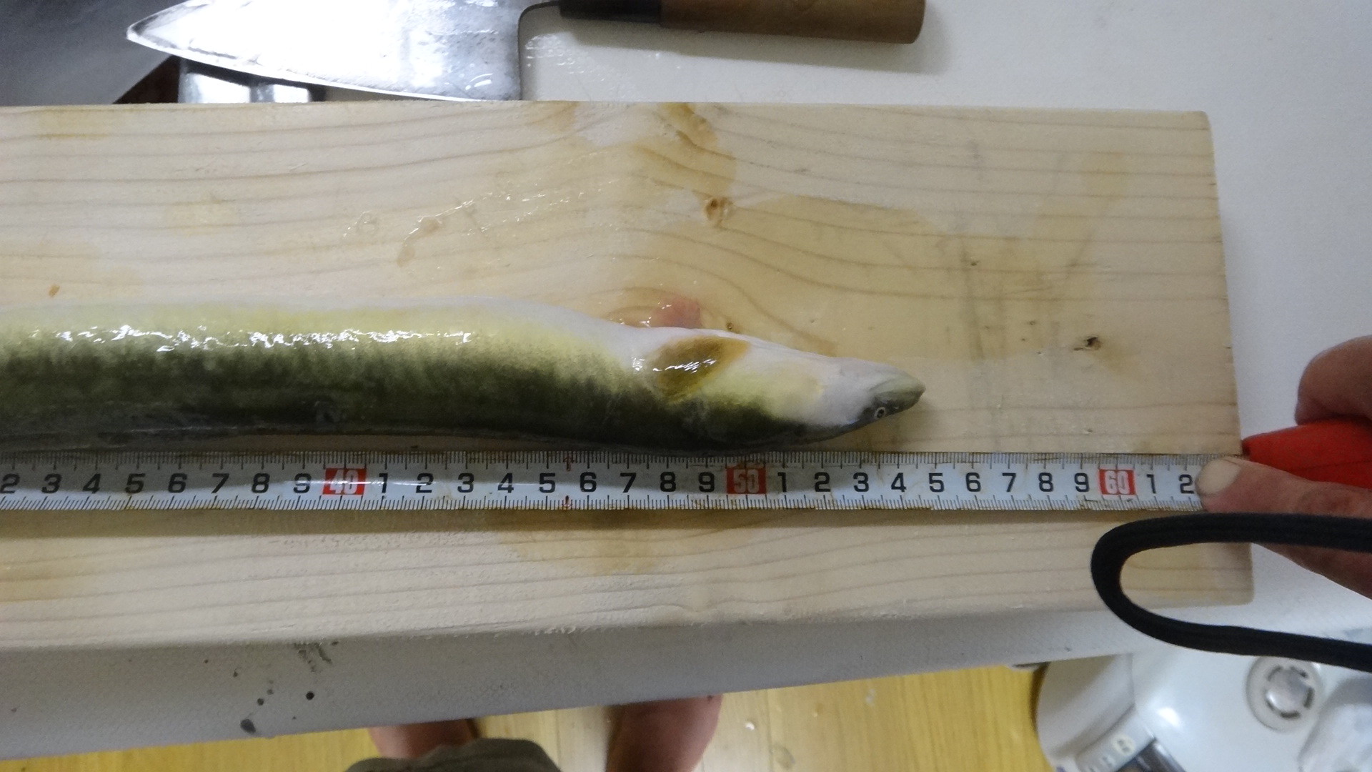 ウナギが死んだ でも食った いいたいほうだい