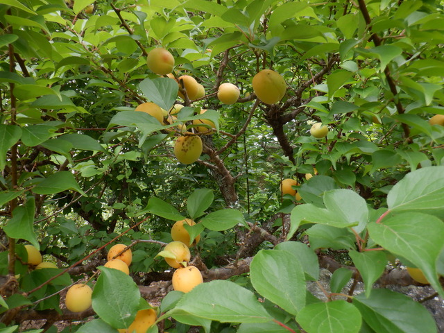 DSCF5441