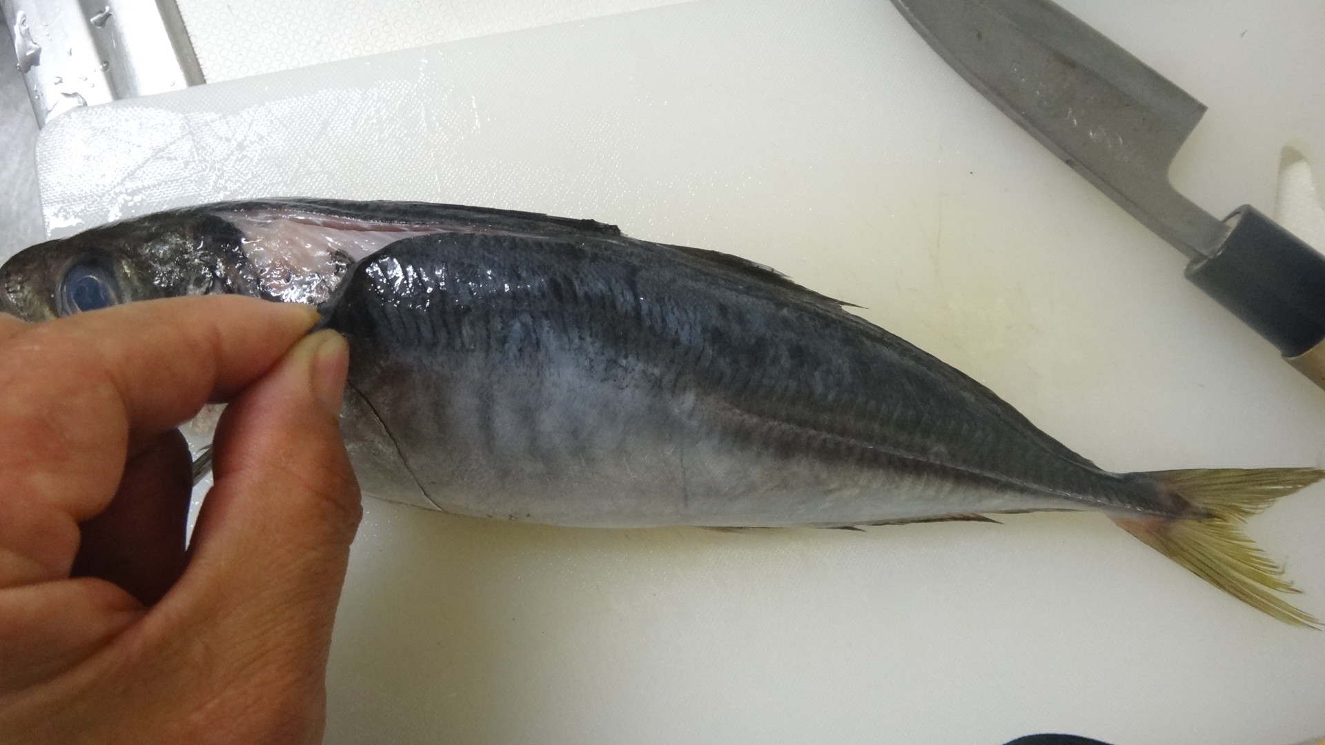 19年52回目の釣り 19 5 14 白子 イシモチ5回目 昼夜魚ばかりを食っているよ いいたいほうだい 19年52回目の釣り 19 5 14 白子 イシモチ5回目 昼夜魚ばかりを食っているよ いいたいほうだい