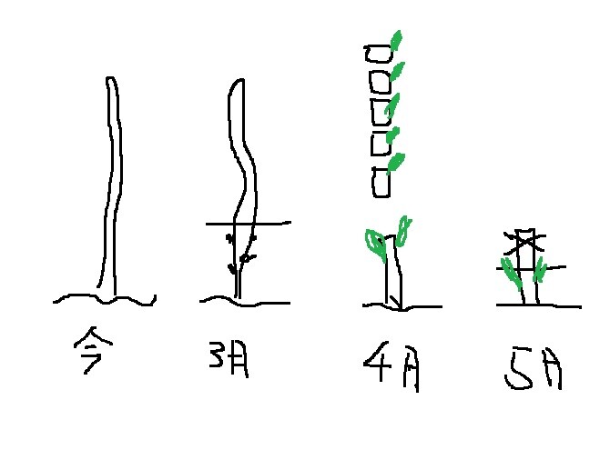 タラノキ剪定の研究 いいたいほうだい