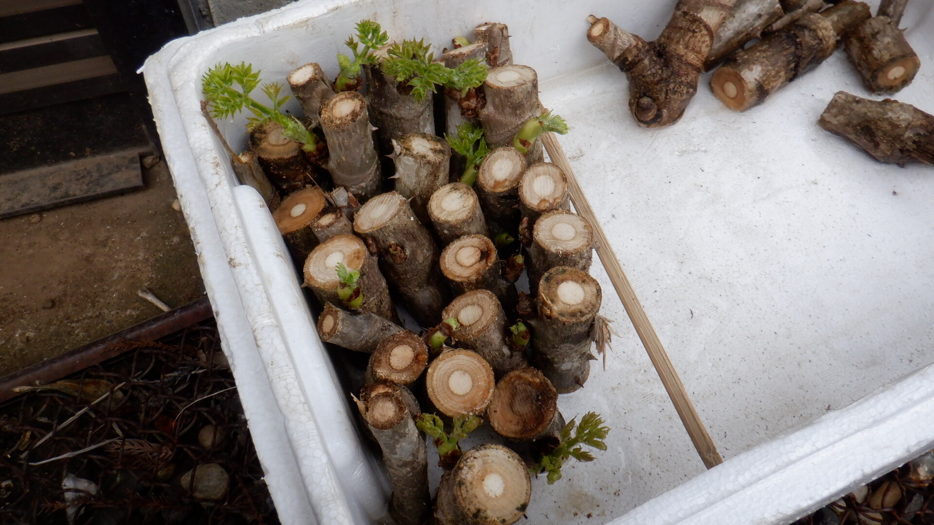 タラノキの話 2 いいたいほうだい