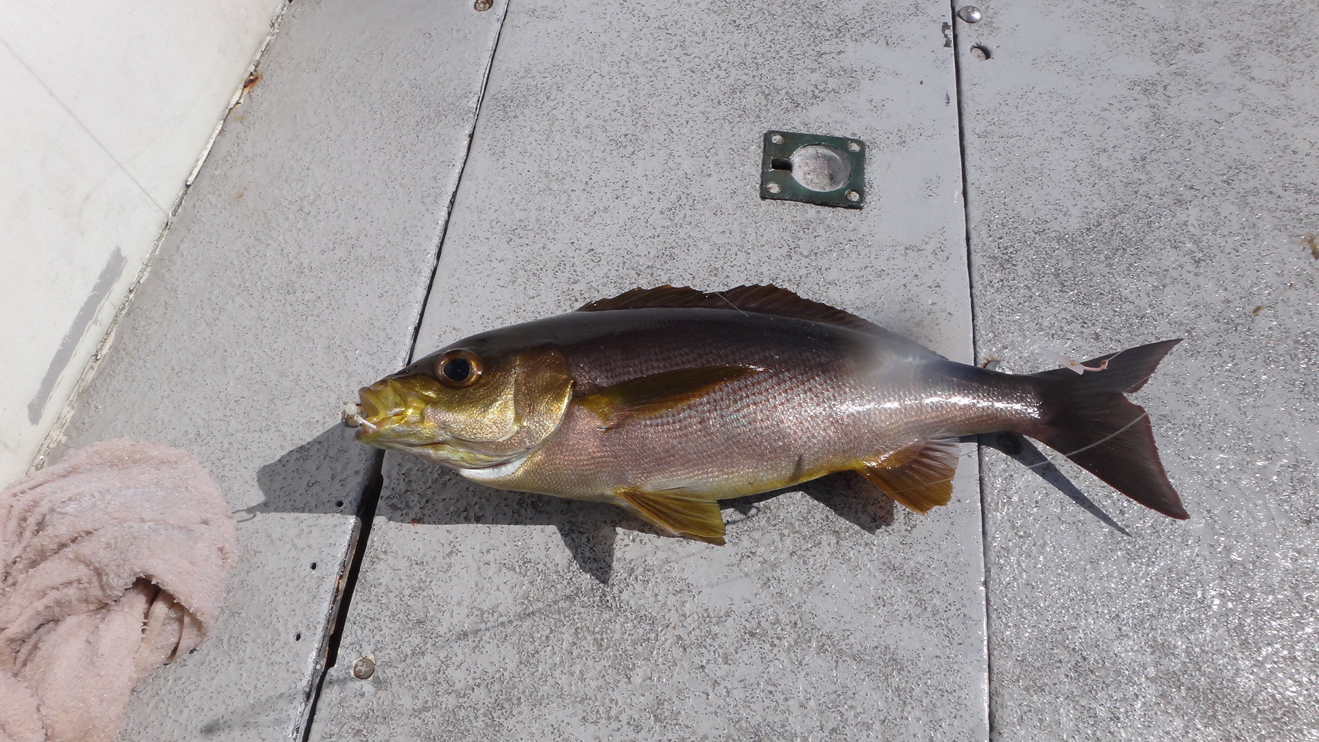 太東沖 北限のイサキを釣る 片貝港 第1二三丸 いいたいほうだい