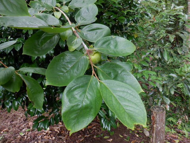 DSCF6934