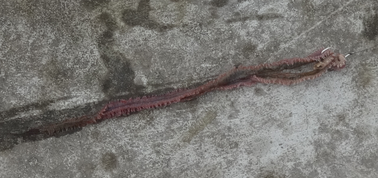 塩イソメ保存方法実釣実験 その2 冷凍編 いいたいほうだい