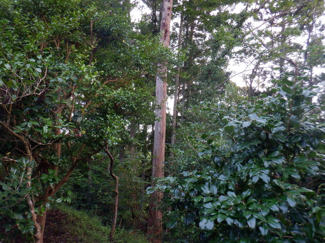 DSCF6992