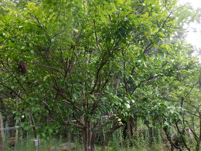 DSCF6945