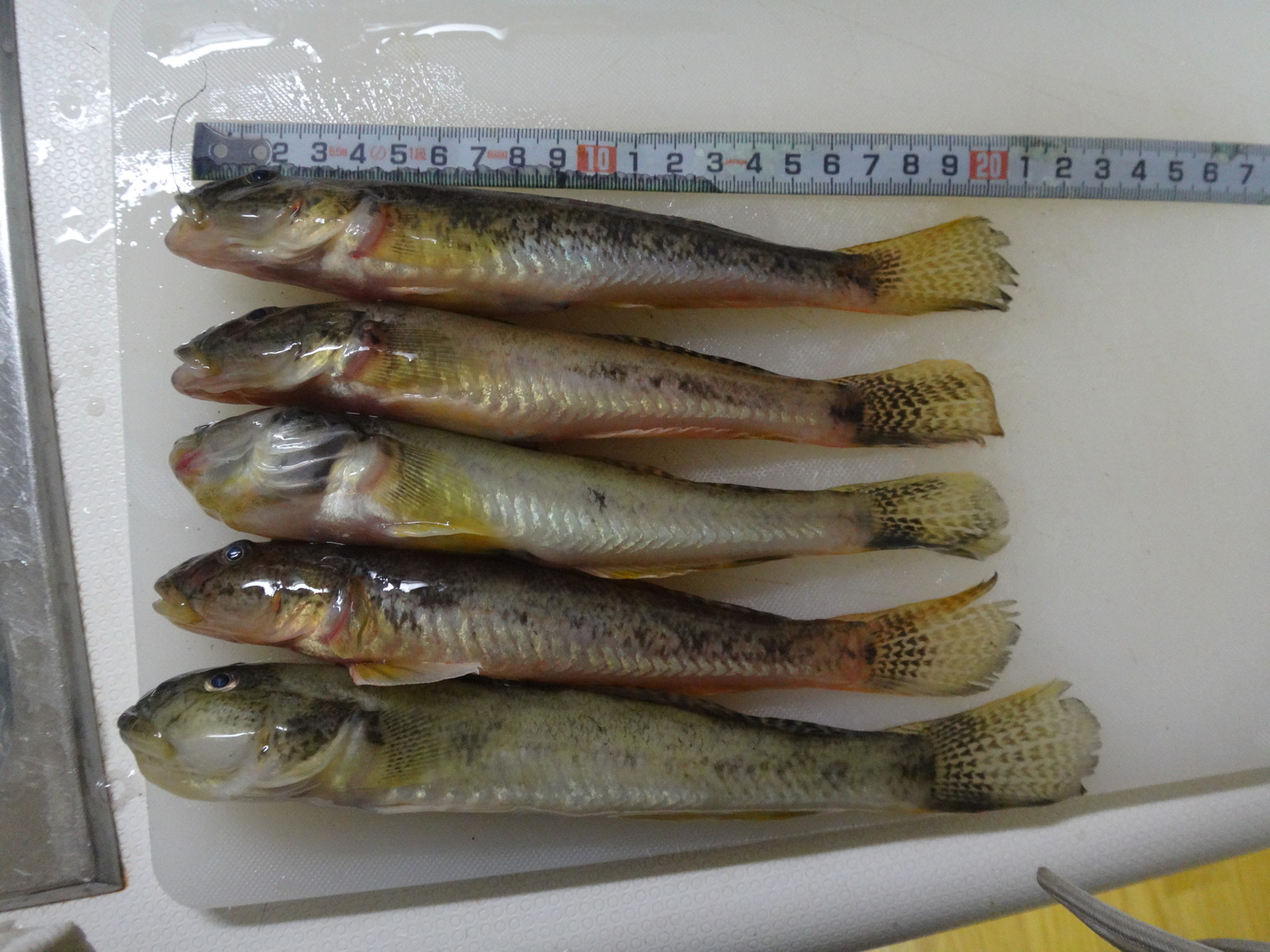 機転 ソロ 不当 台風 の 後 の ハゼ 釣り Arcept Jp