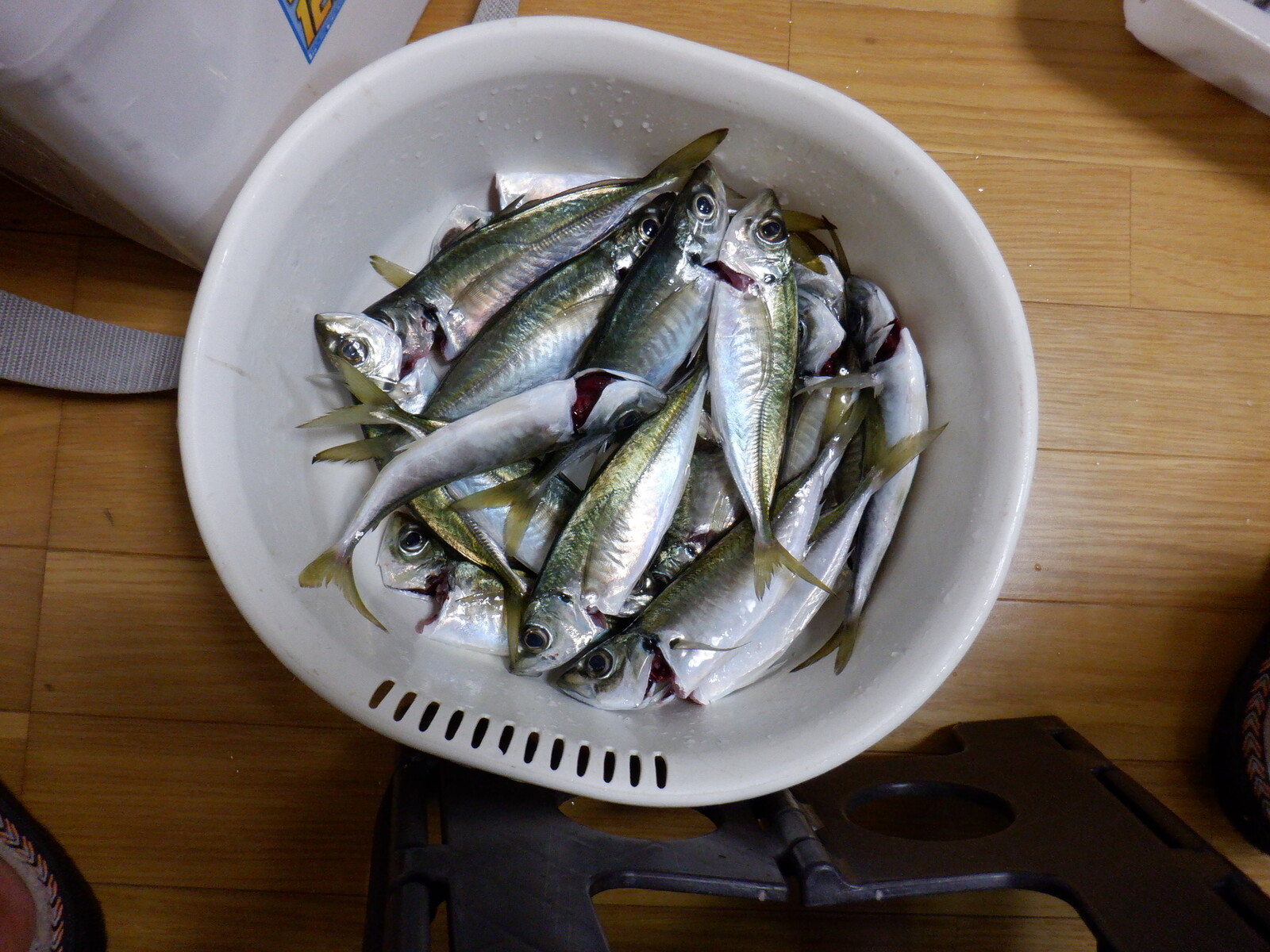 魚魚魚 魚のオンパレード いいたいほうだい