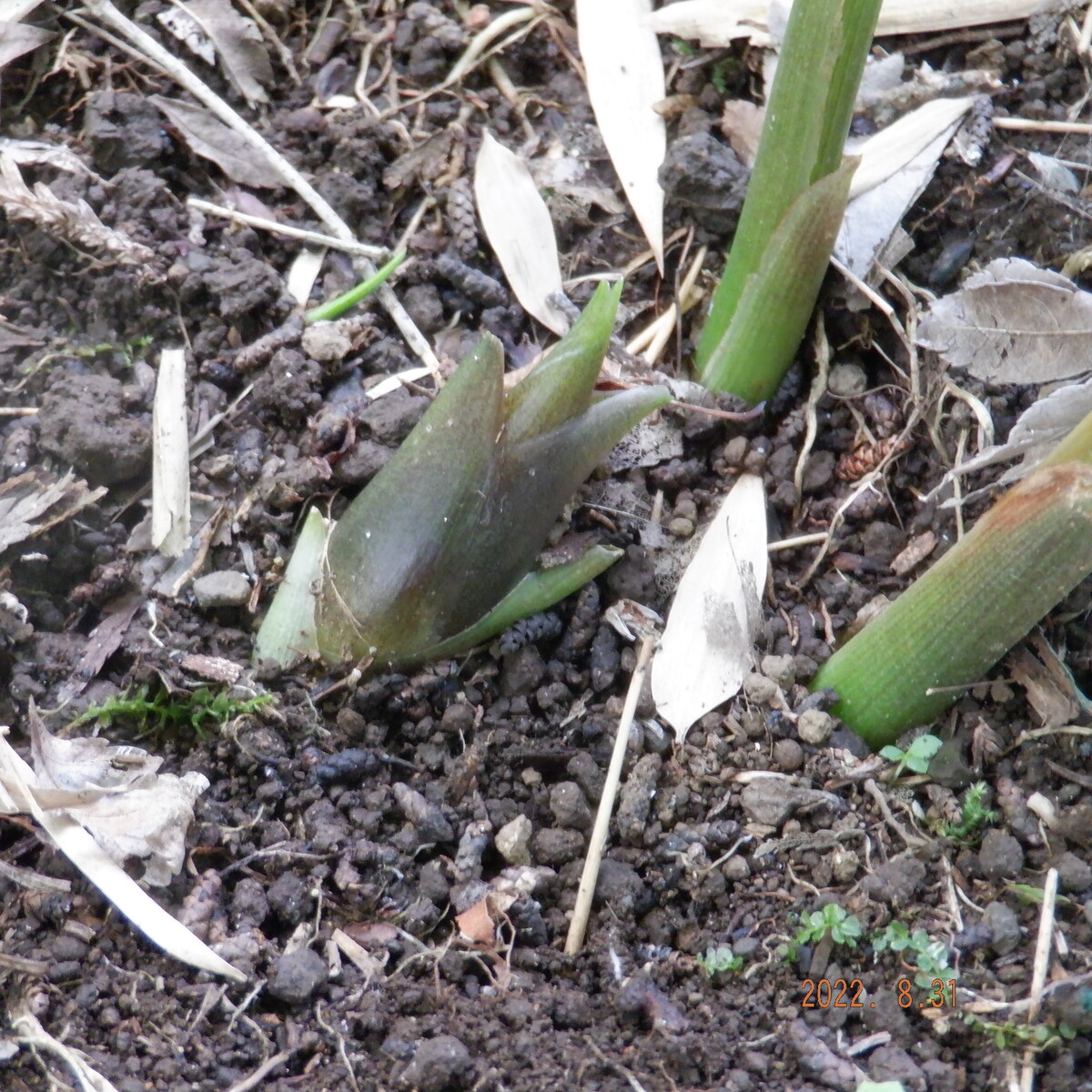 ミョウガ出た いいたいほうだい