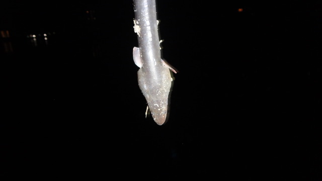 DSC03337