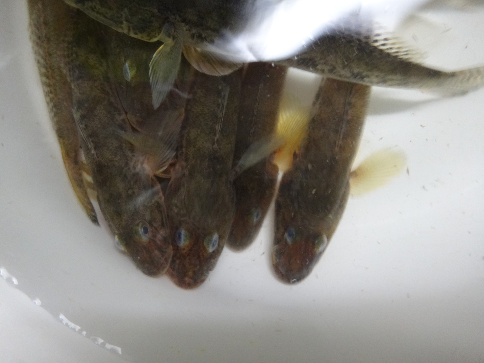 南白亀川ハゼ 17年24回目 17 10 18 お神酒なしだとつらいかもね いいたいほうだい