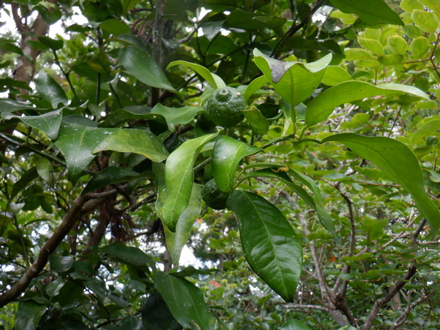 DSCF6936