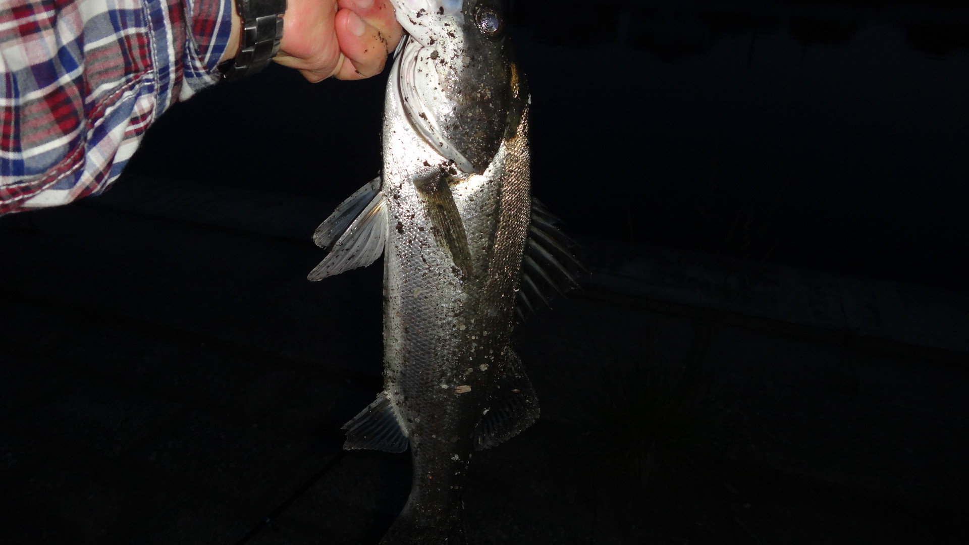 19年59回目の釣り 19 5 24 ウナギ17回目 ウナギポイント健在 いいたいほうだい