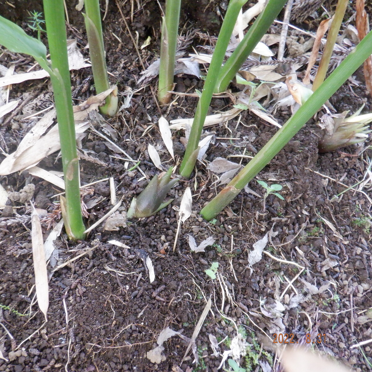 ミョウガ Sストーリー いいたいほうだい