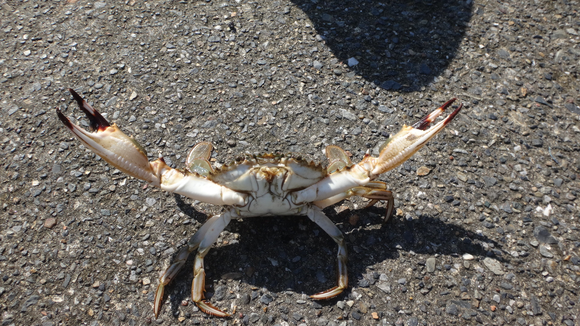 イシガニ食った いいたいほうだい イシガニ食った いいたいほうだい