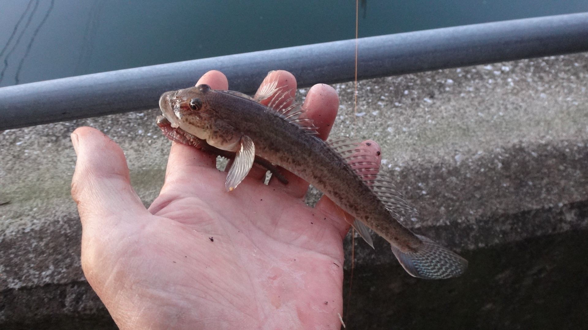 19年123回目の釣り 19 11 6 南の方の川たち ハゼ21回目 22cmでたどー いいたいほうだい