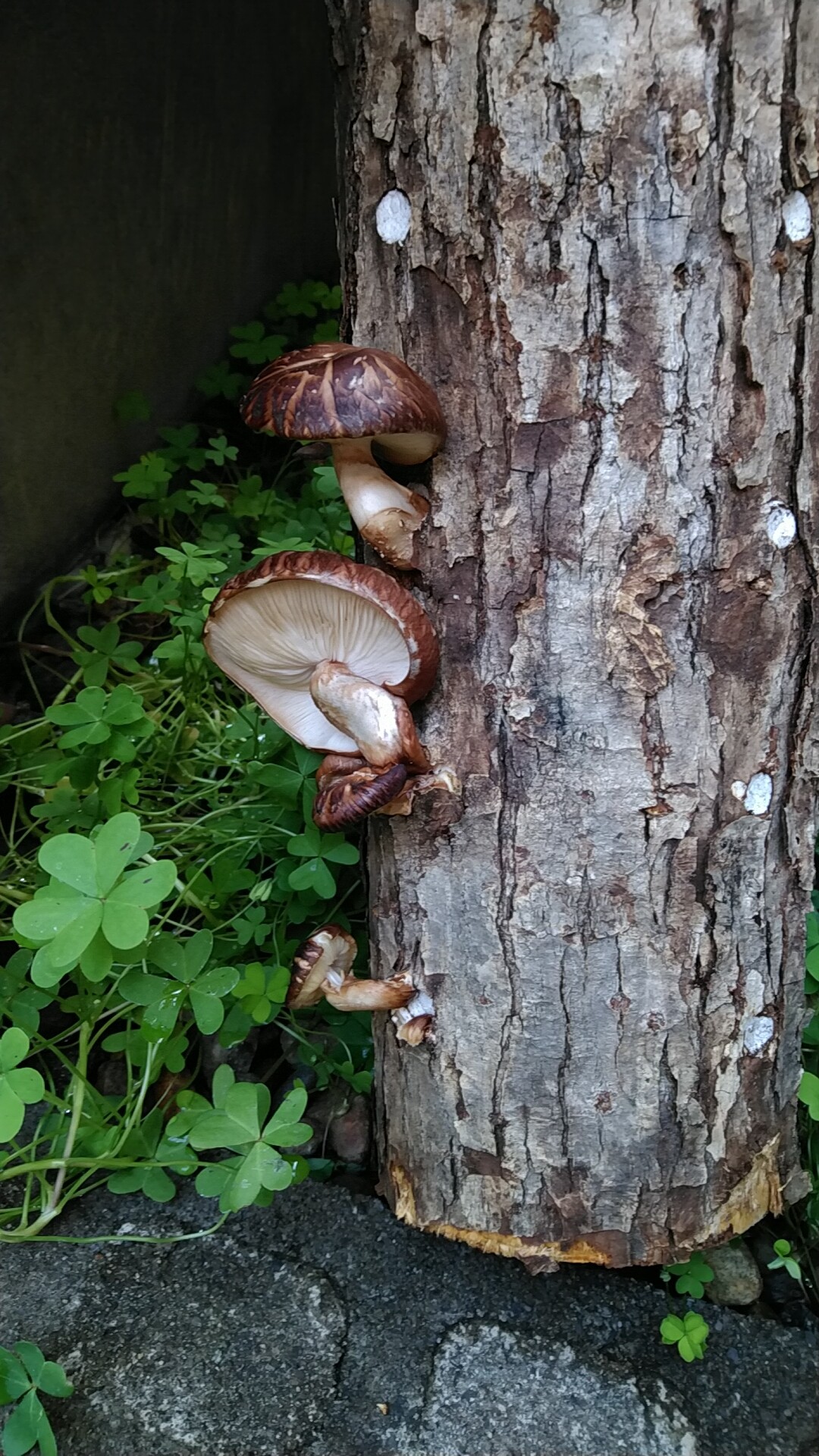 生シイタケは失敗したけど干シイタケとしては秀悦 いいたいほうだい