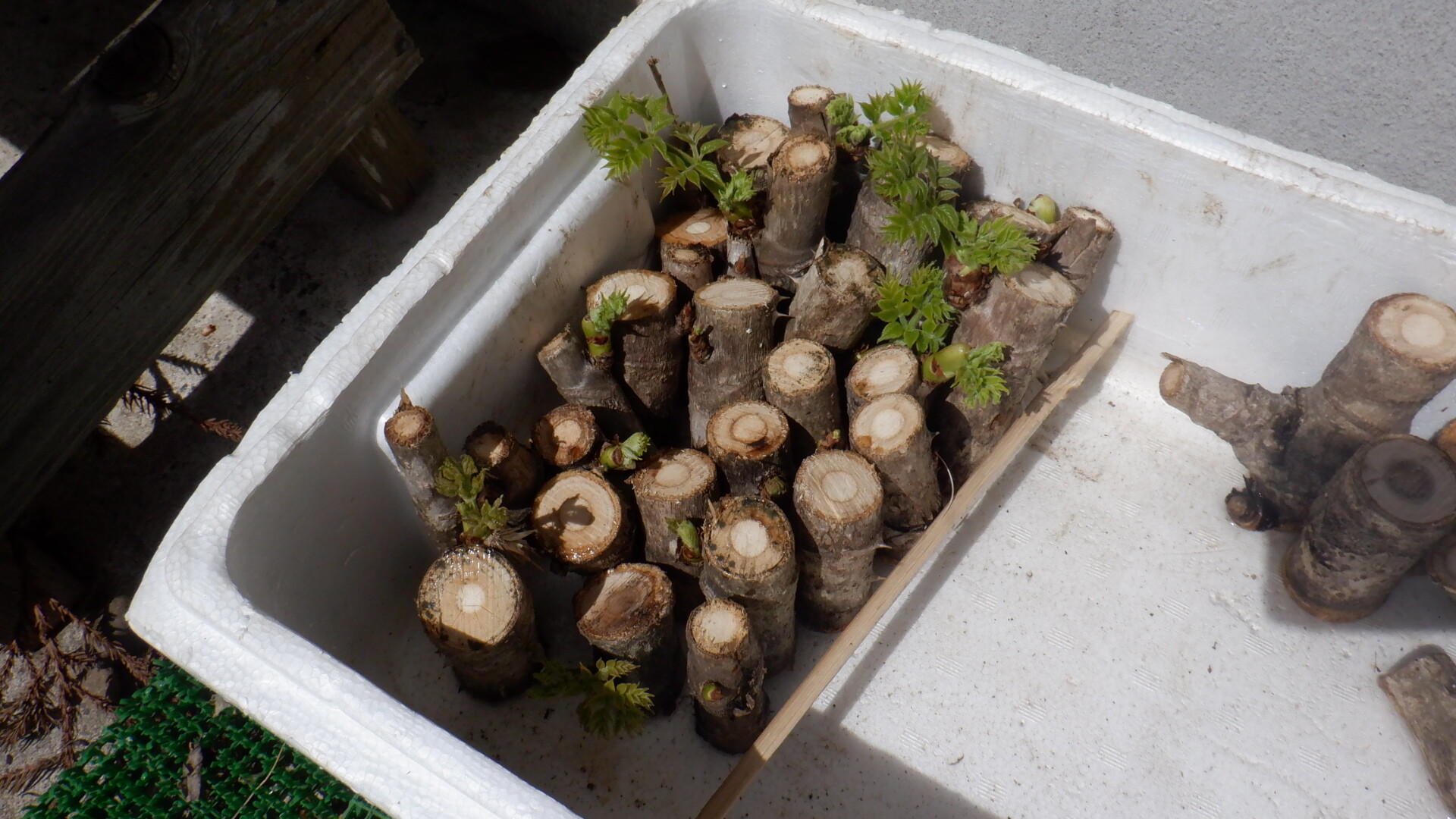 タラノキの話 2 いいたいほうだい