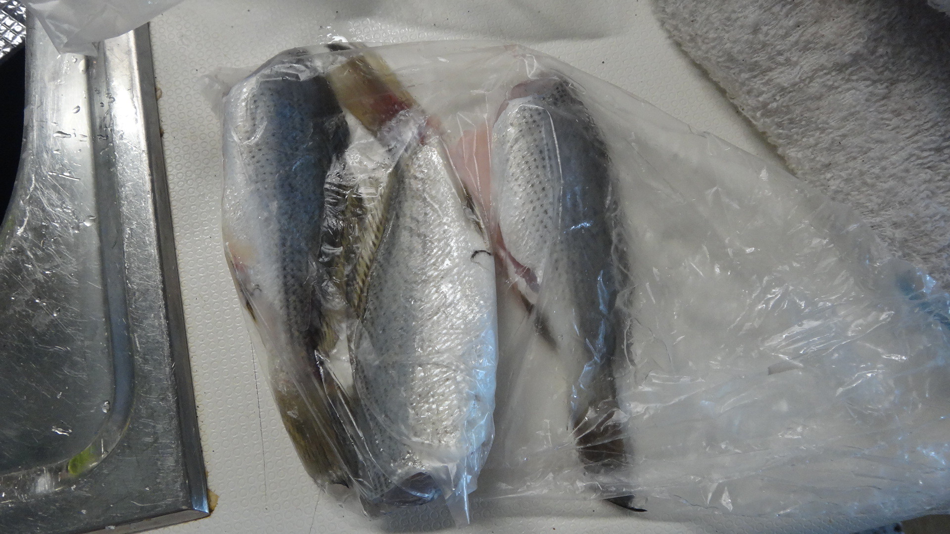 イシモチ釣り 3回目 場所取りが大変 いいたいほうだい