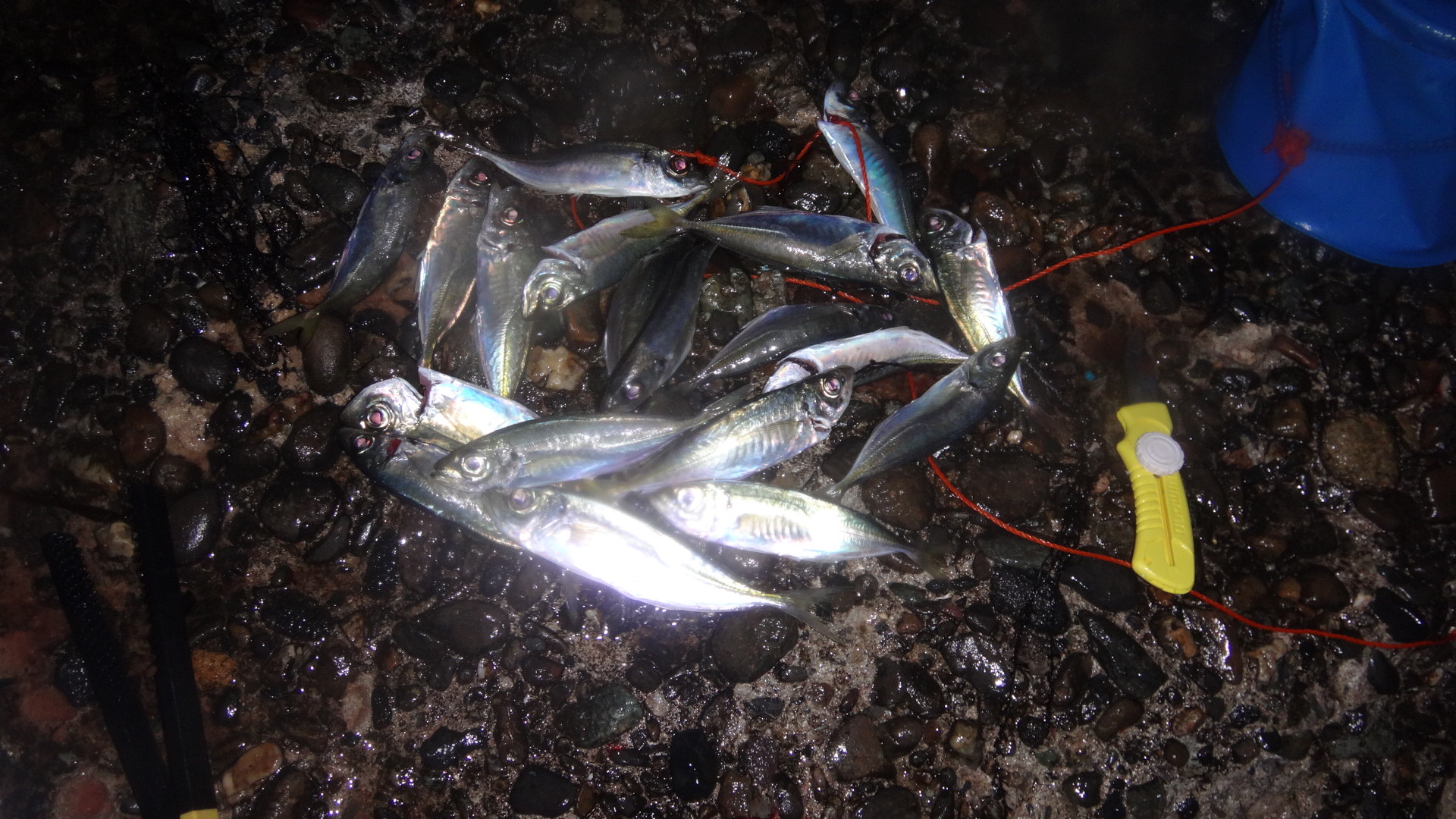 19年35回目の釣り 19 3 26 勝浦 アジ 6号プッツン いいたいほうだい