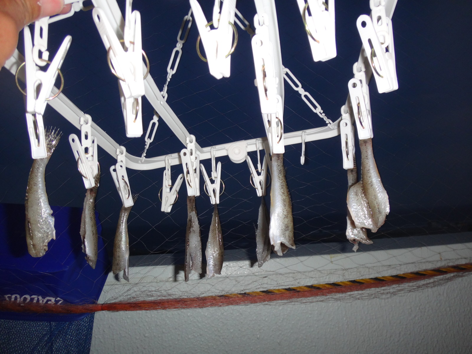 沢山釣れた時のハゼの食べ方 3 かなりイケる一夜干し いいたいほうだい