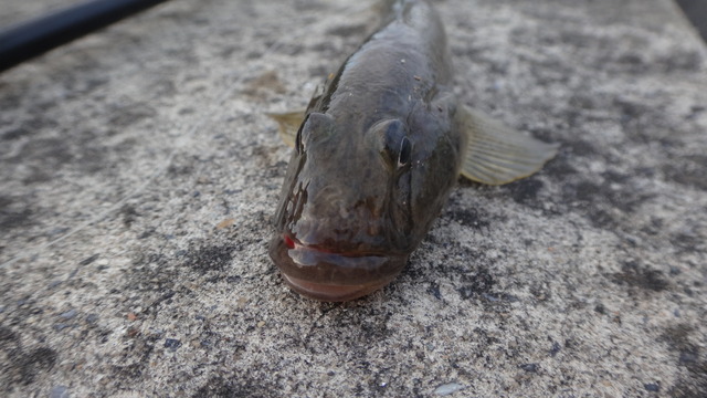 DSC04288